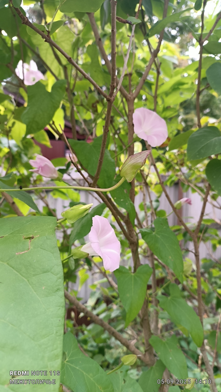 Реклама «Вьюн Торг Банка» из Межстоличья.