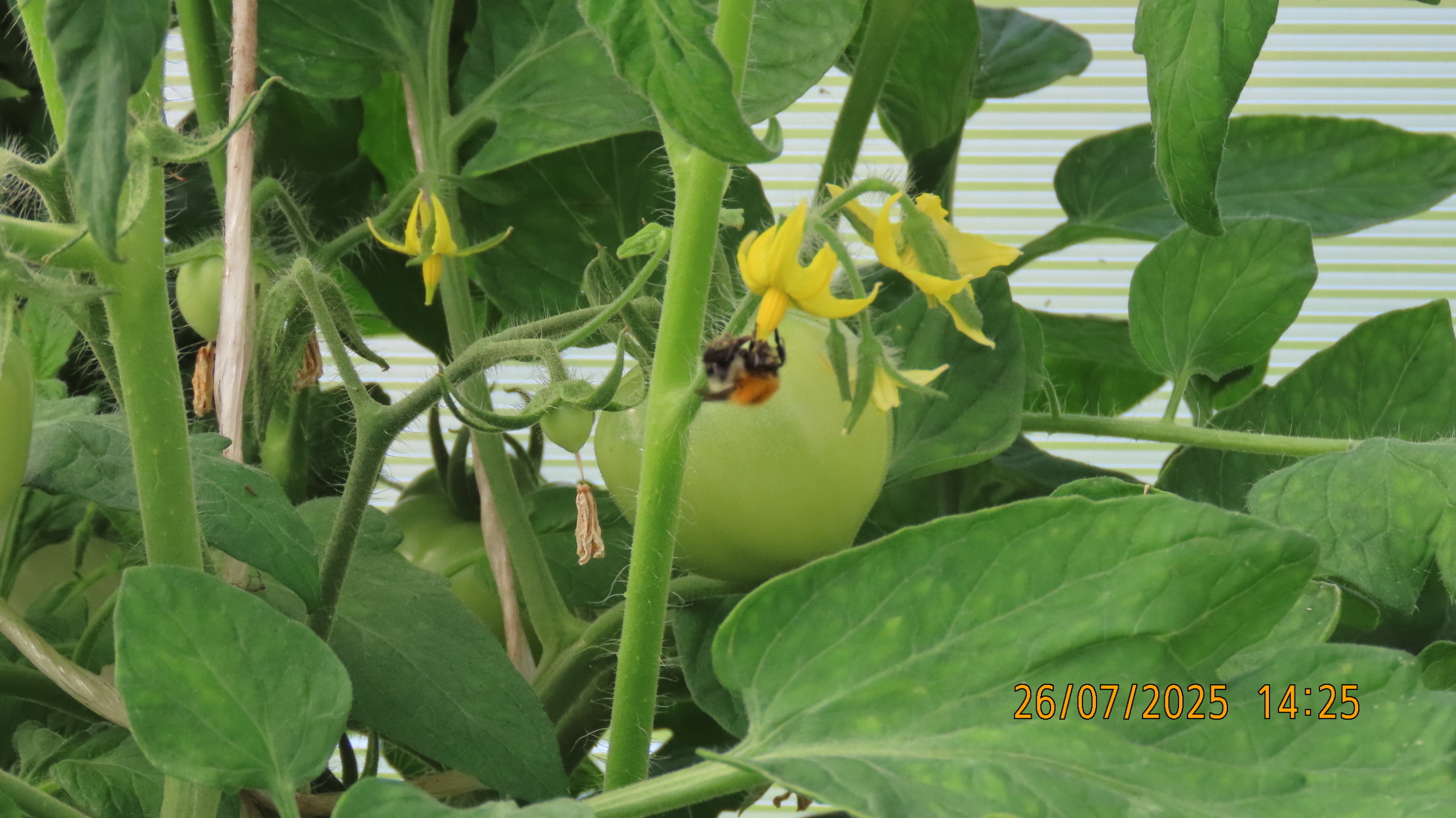 Как Лето - 2025 в очередной раз провело нас.