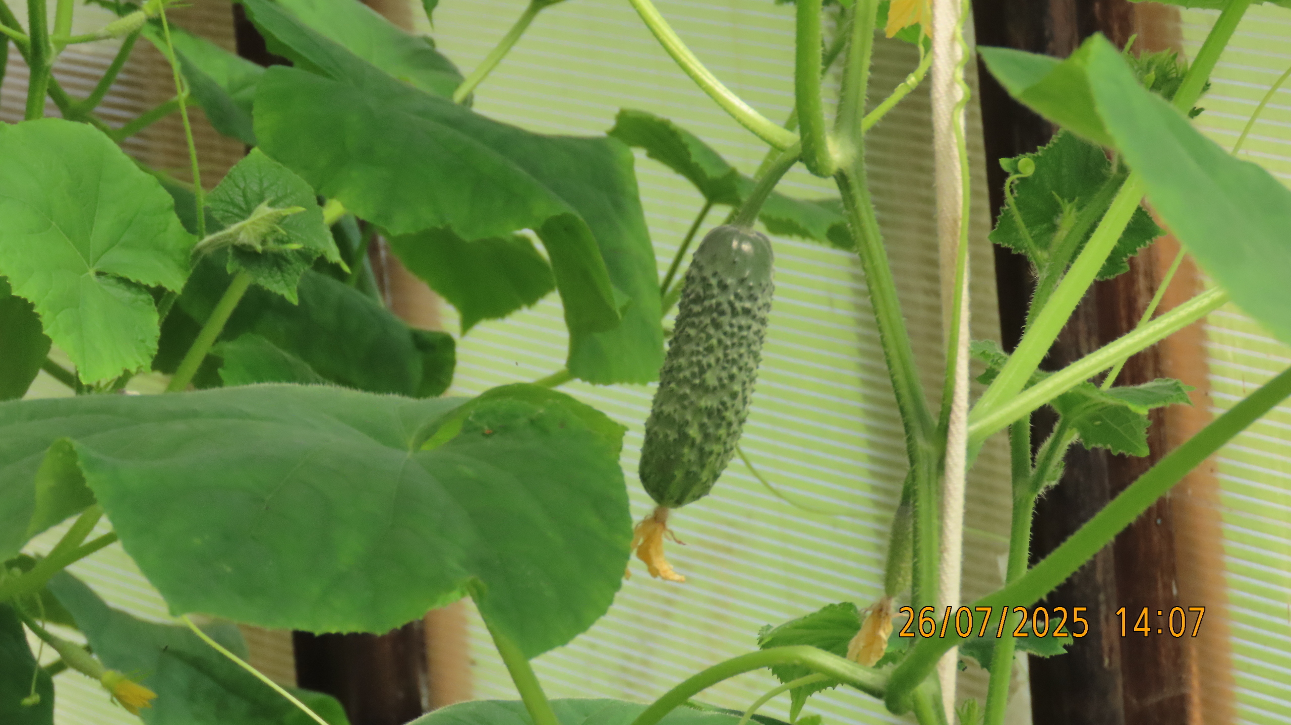 Как Лето - 2025 в очередной раз провело нас.