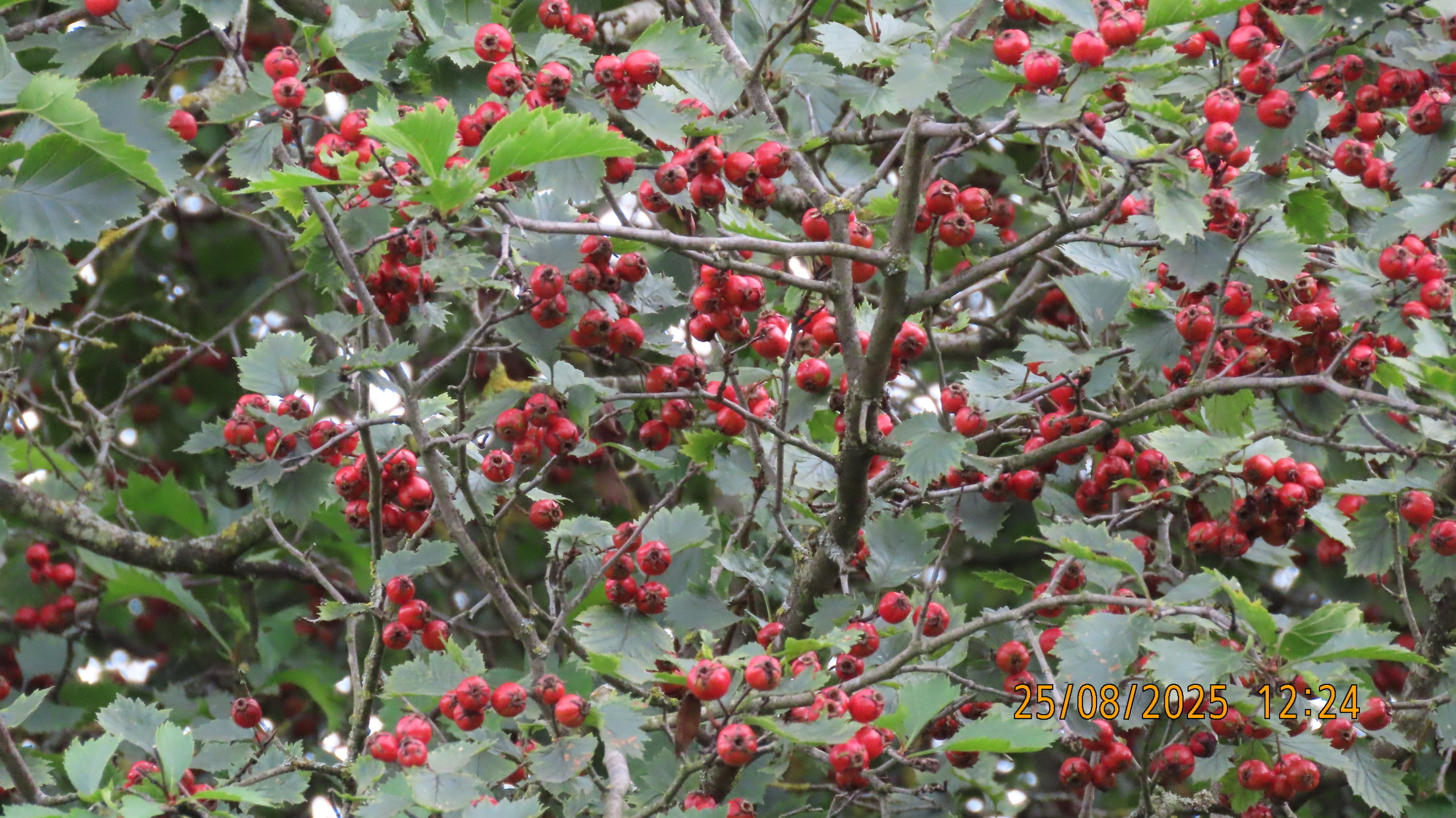 Как Лето - 2025 в очередной раз провело нас.