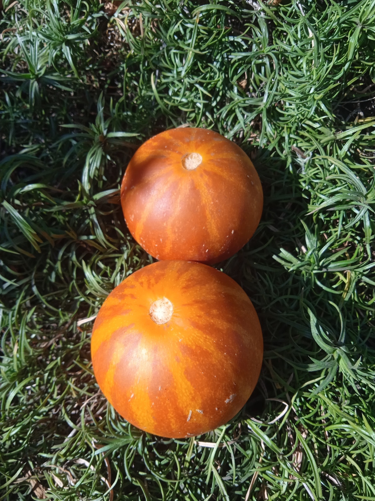 Моя новая экзотика- вьетнамская дыня дедушки Хошимина