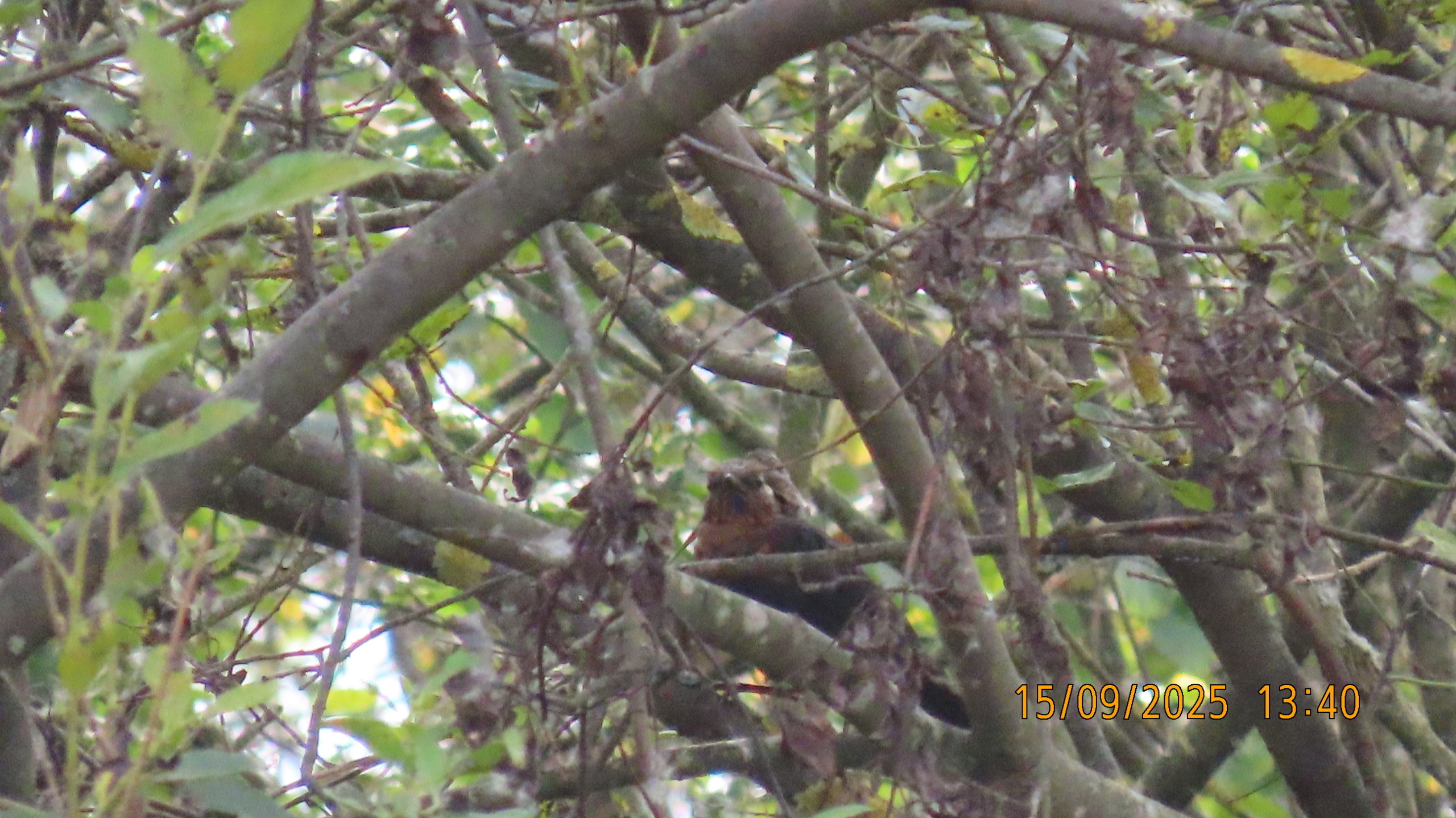 Осень просится в окно.