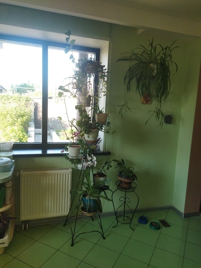 Так и не пойму, то ли я живу в оранжереи, то ли цветы живут у меня