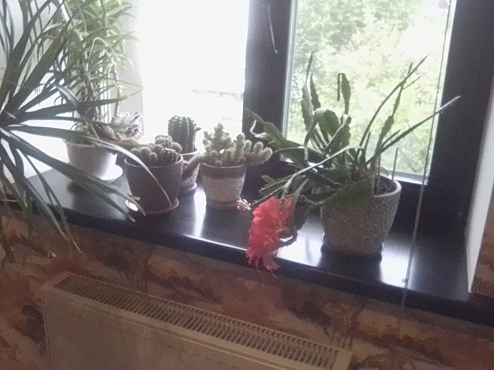 Так и не пойму, то ли я живу в оранжереи, то ли цветы живут у меня