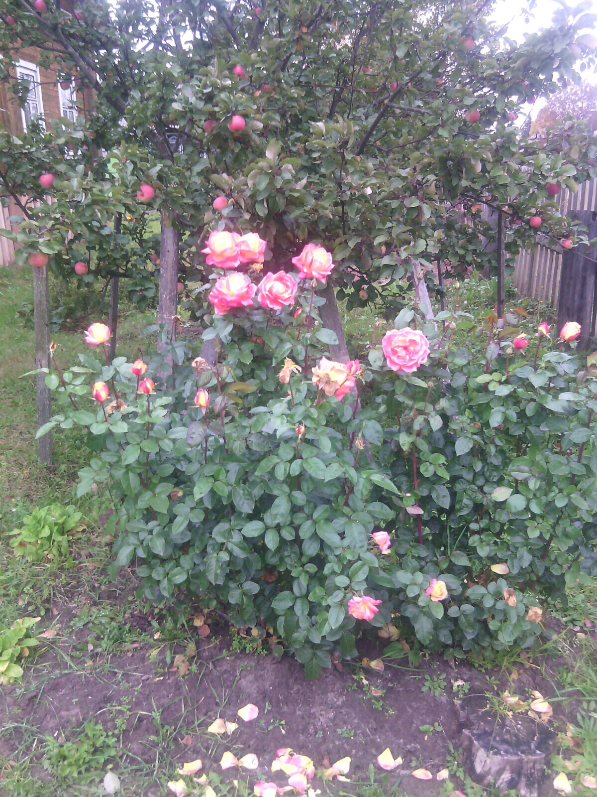 Лето припасиха, осень собериха, а зима подбериха.