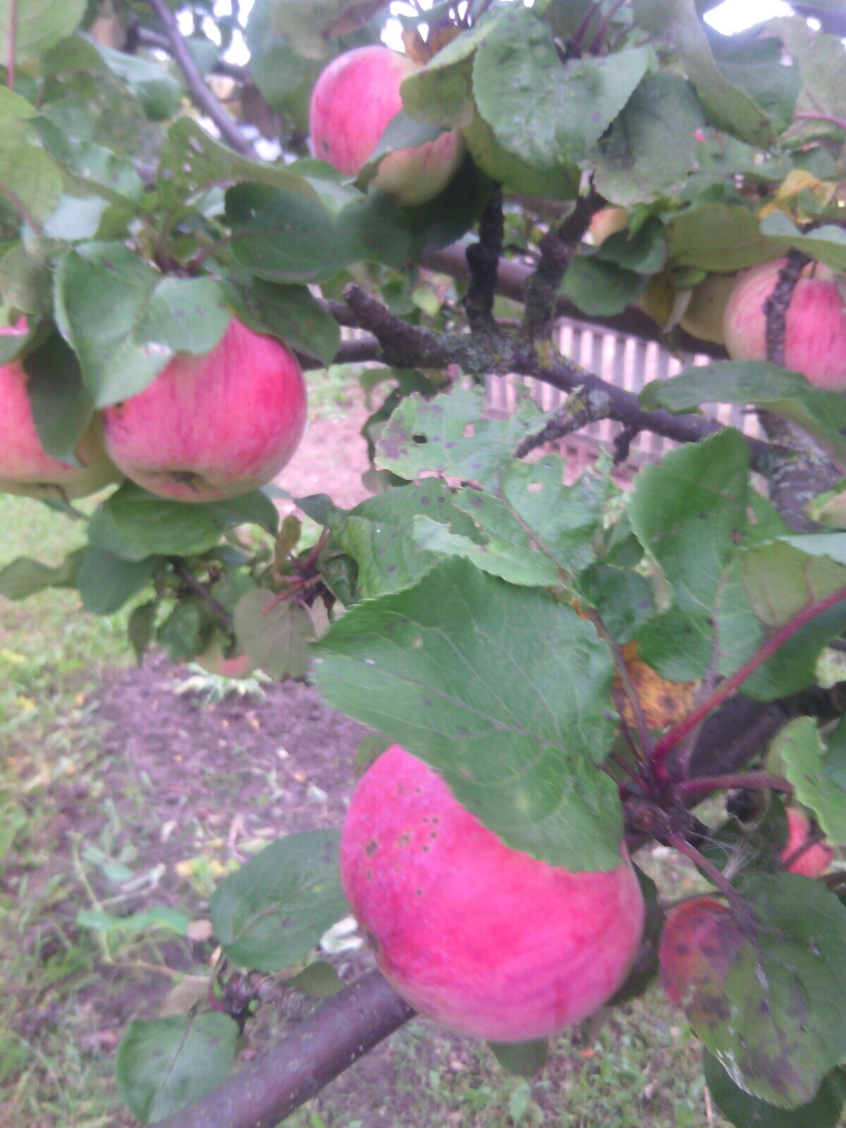 Лето припасиха, осень собериха, а зима подбериха.