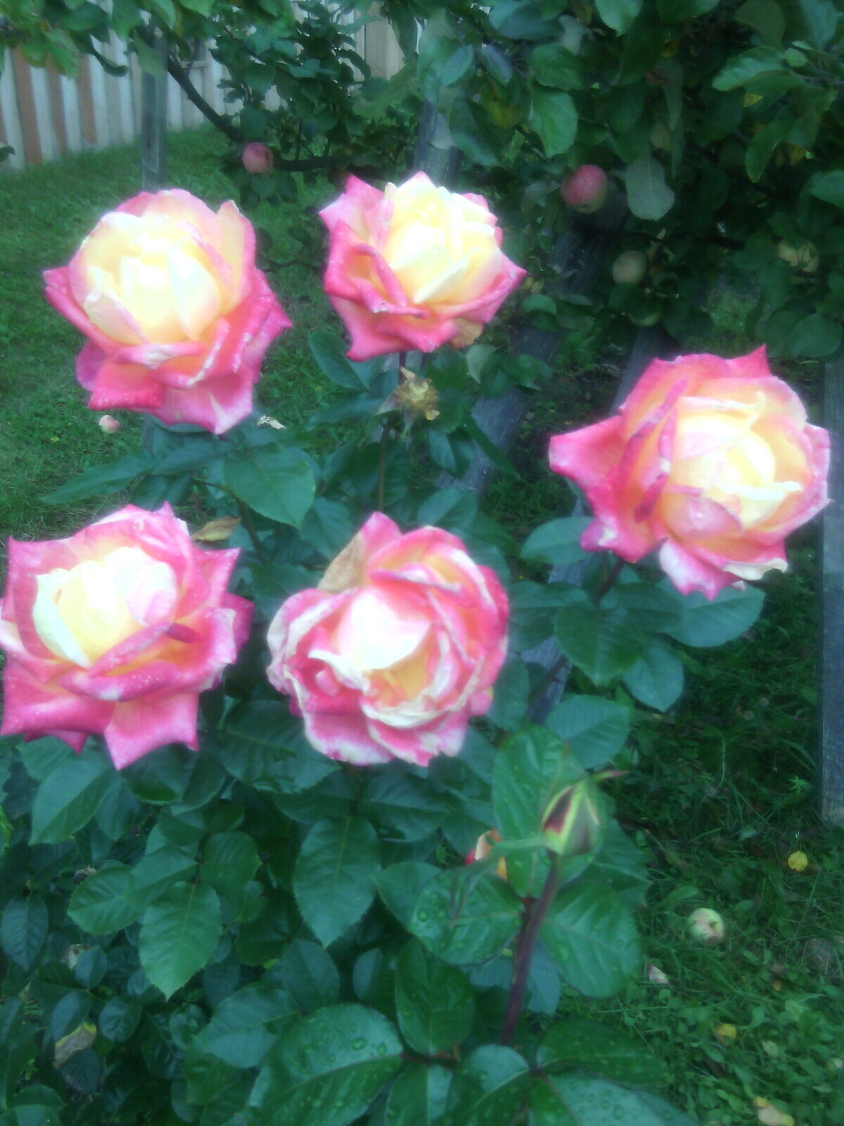 Эти великолепные розы у нашего дома!