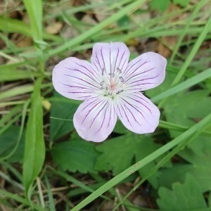 Утюжникова Ирина Леонидовна