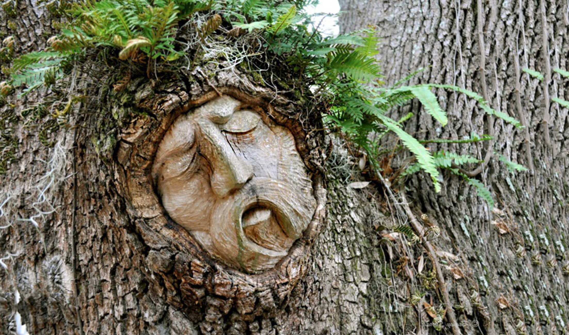 О сознании животных и растений. Новое открытие в учении дона Хуана / Карлоса Кастанеды!