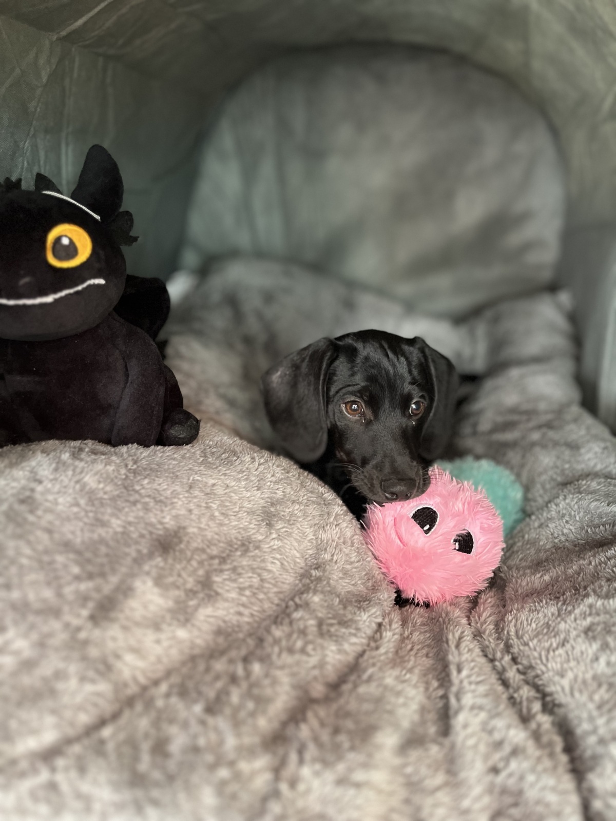 Как некоторые ветеринарные клиники 🐩🐶вводят в заблуждение клиентов и что с этим делать❓помогаем потеряшкам? Или кормим ветеринарные клиники❓