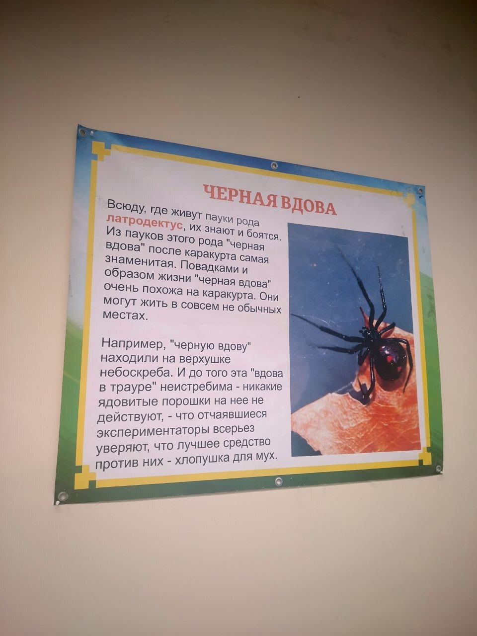 Пауки, змеи и яркие террариумы: выставка, которую стоит увидеть