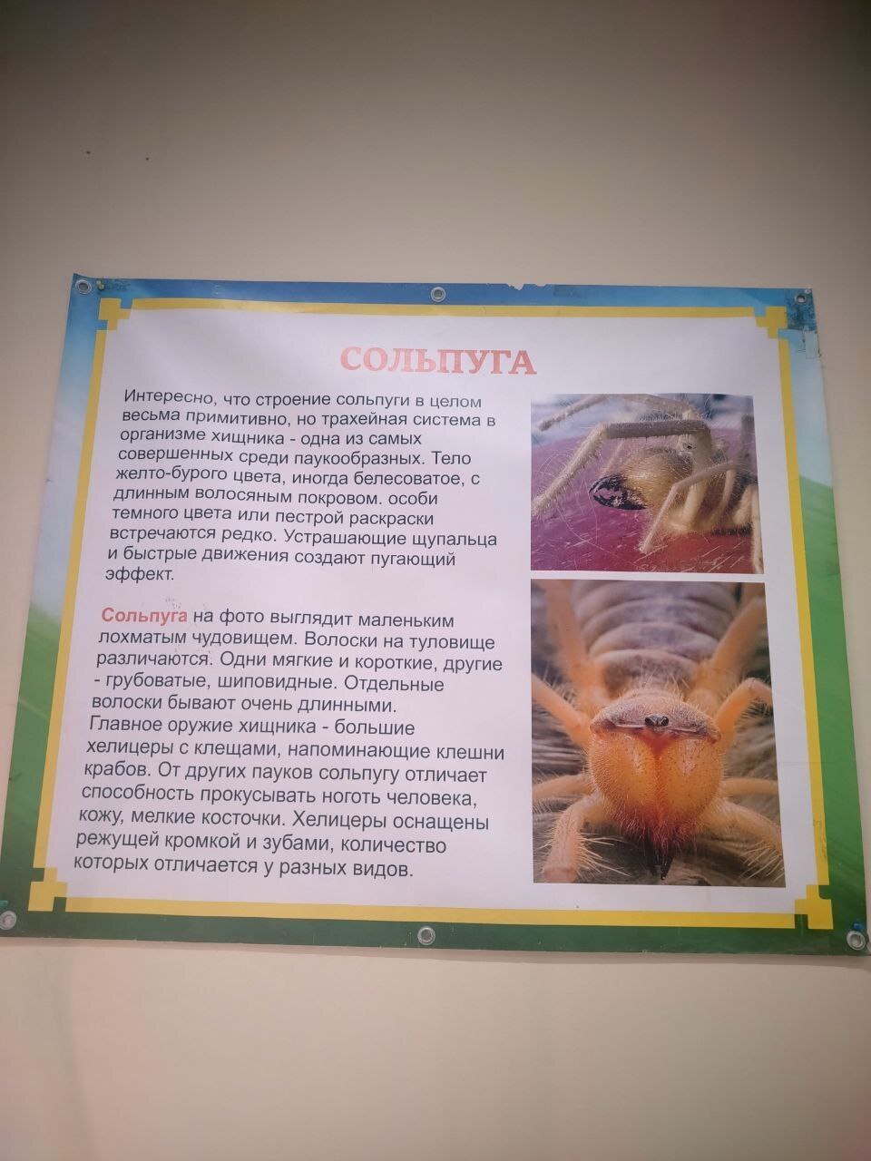 Пауки, змеи и яркие террариумы: выставка, которую стоит увидеть