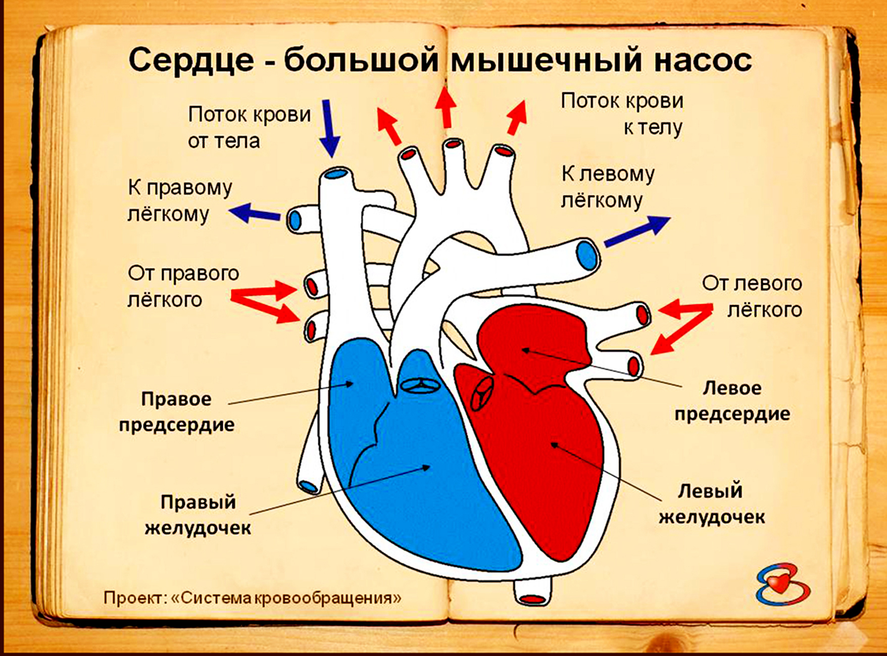 О тайне нашего сердца; - у каждого человека на самом деле есть целых три формы сердца!