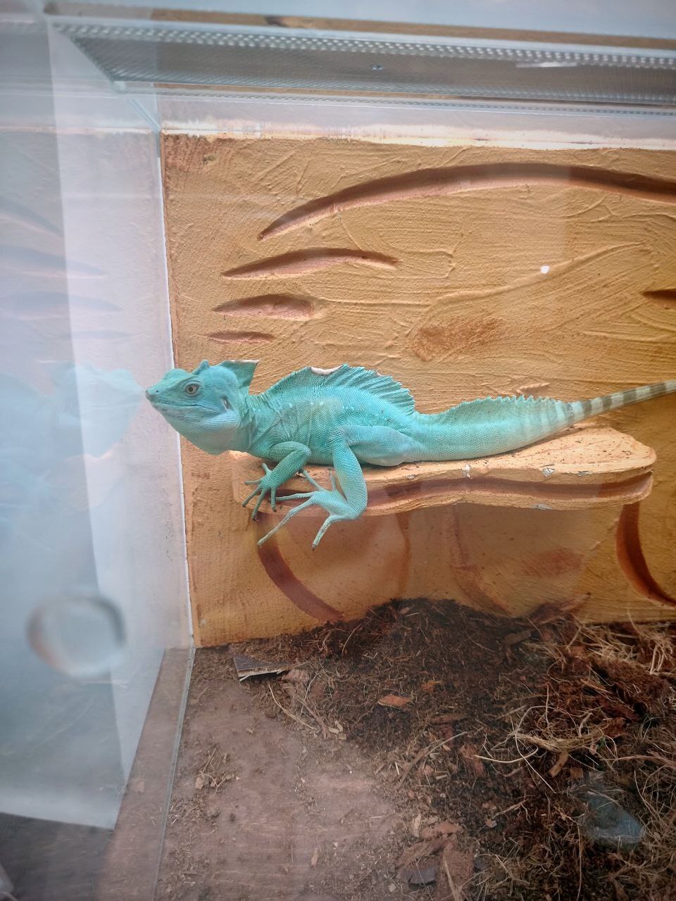 Пауки, змеи и яркие террариумы: выставка, которую стоит увидеть