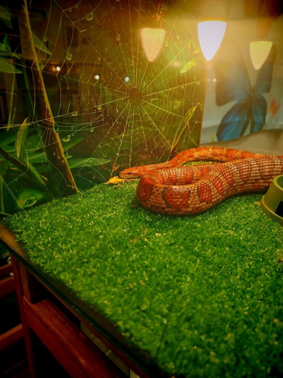 Пауки, змеи и яркие террариумы: выставка, которую стоит увидеть