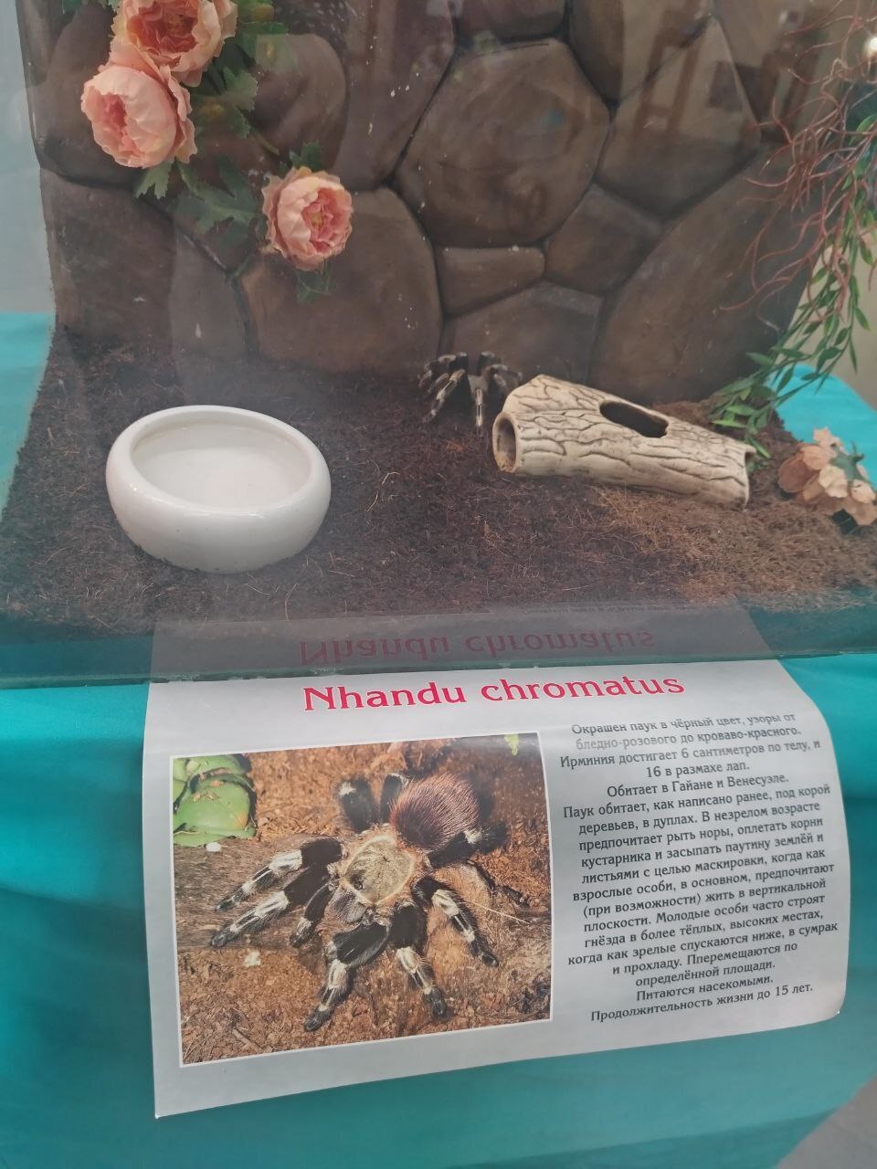 Пауки, змеи и яркие террариумы: выставка, которую стоит увидеть