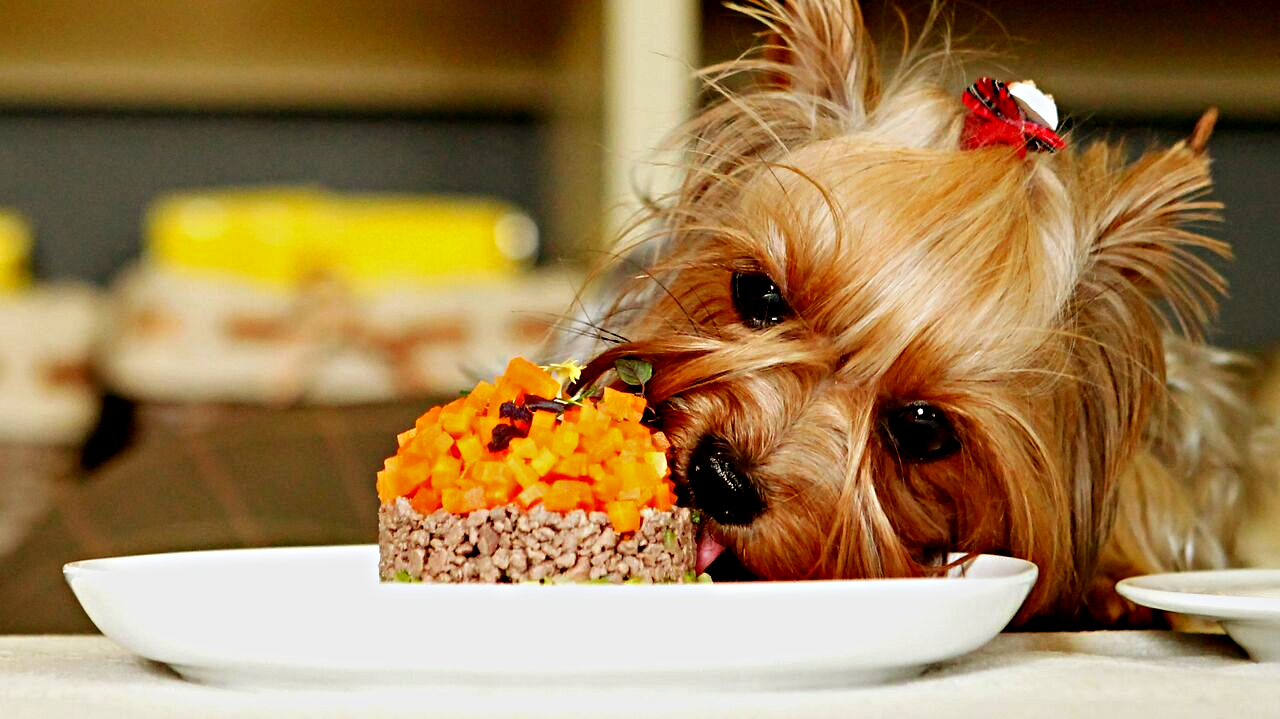 Про домашних лохматых хулиганских группировках