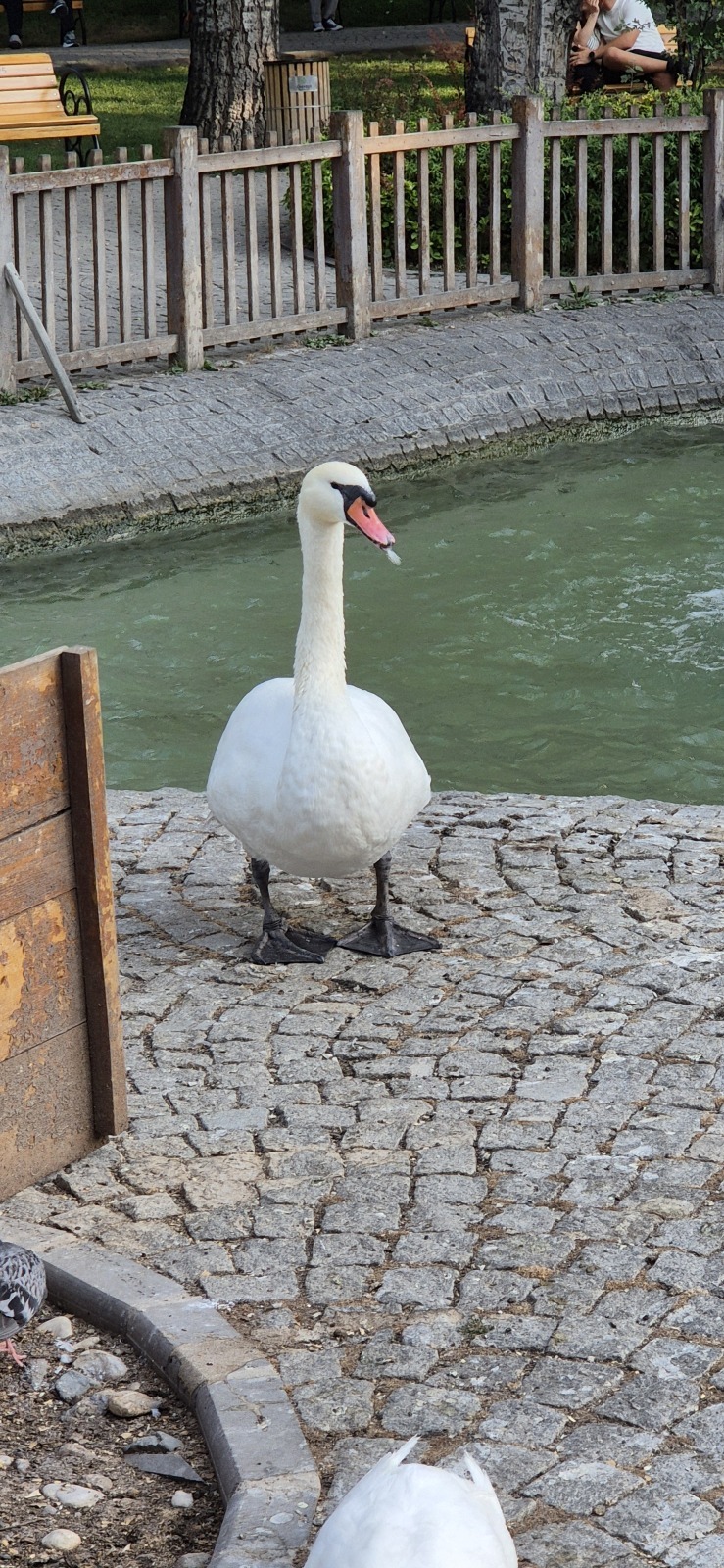 Анкара и лебеди
