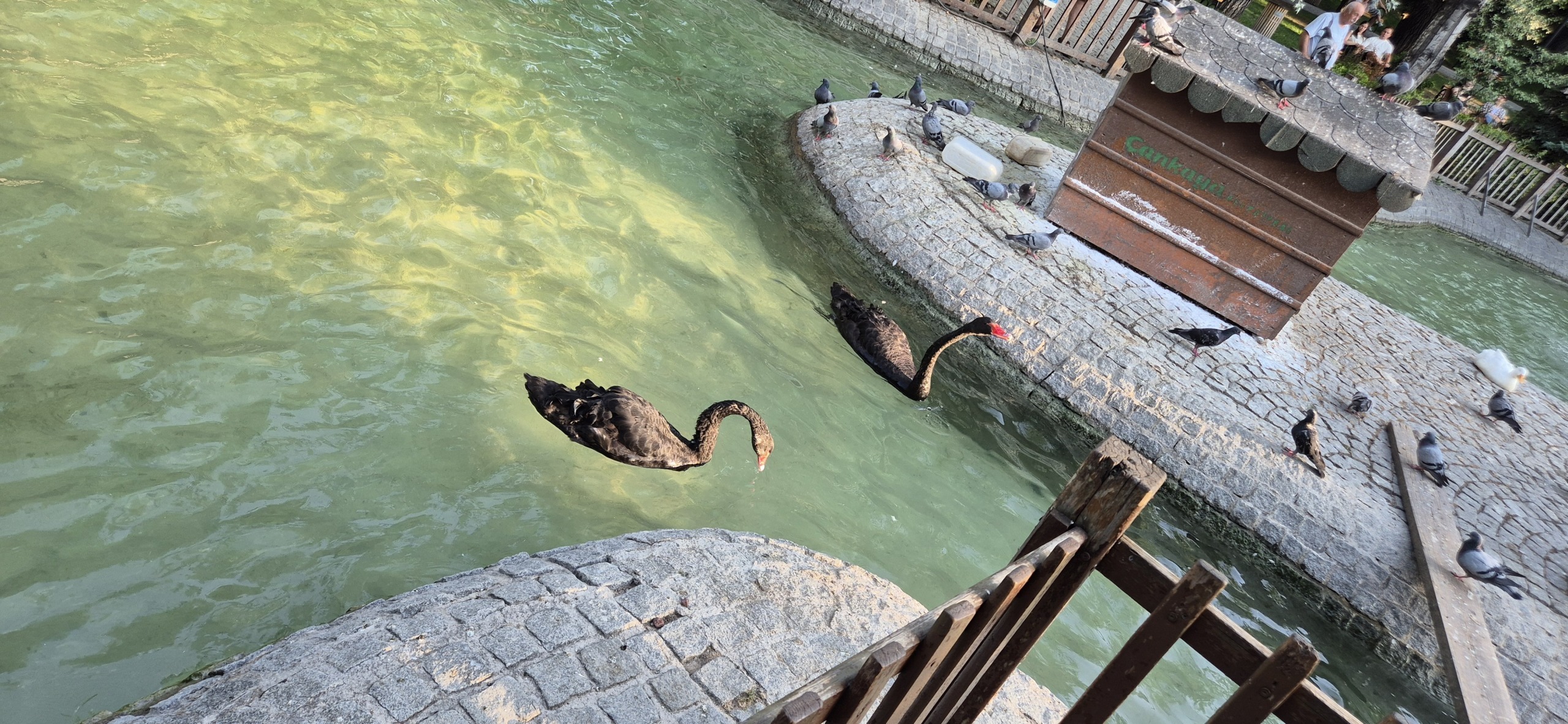 Анкара и лебеди