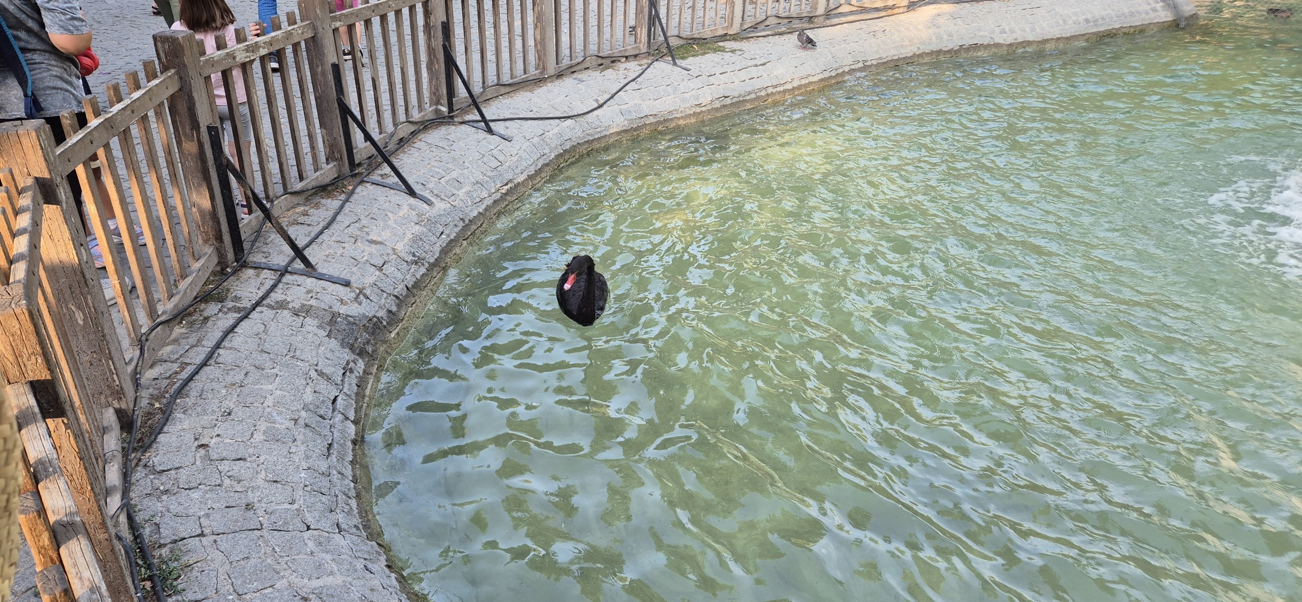 Анкара и лебеди