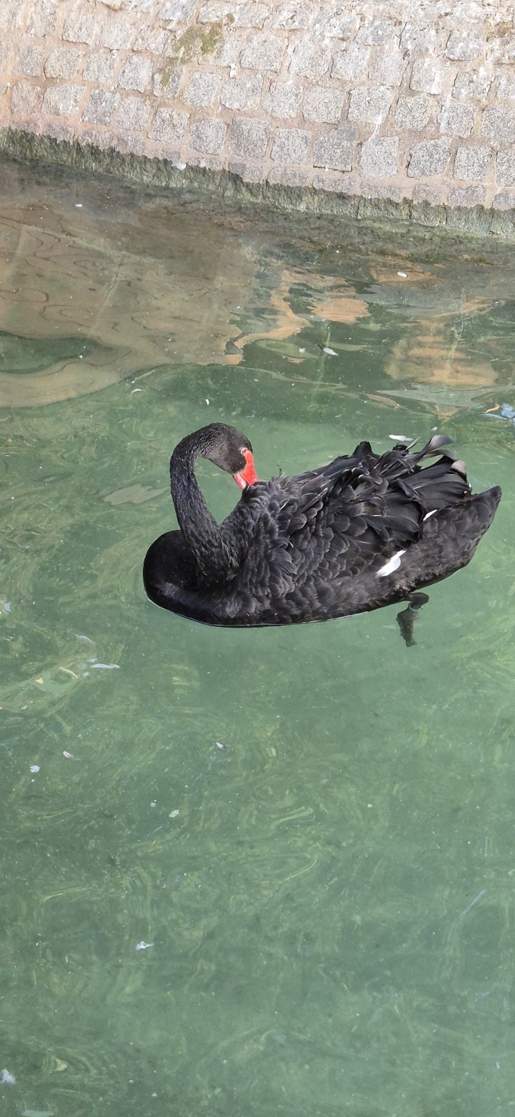 Анкара и лебеди