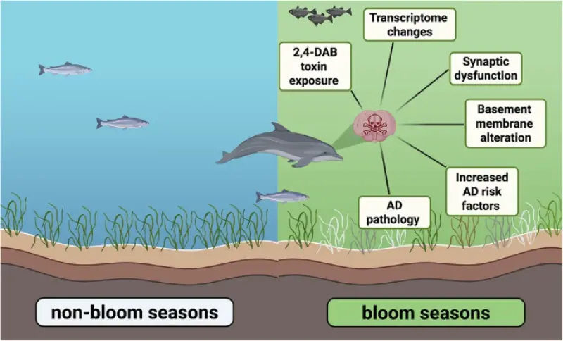 В мозге 20 погибших дельфинов обнаружили токсин в концентрации, превышающей норму в 2900 раз
