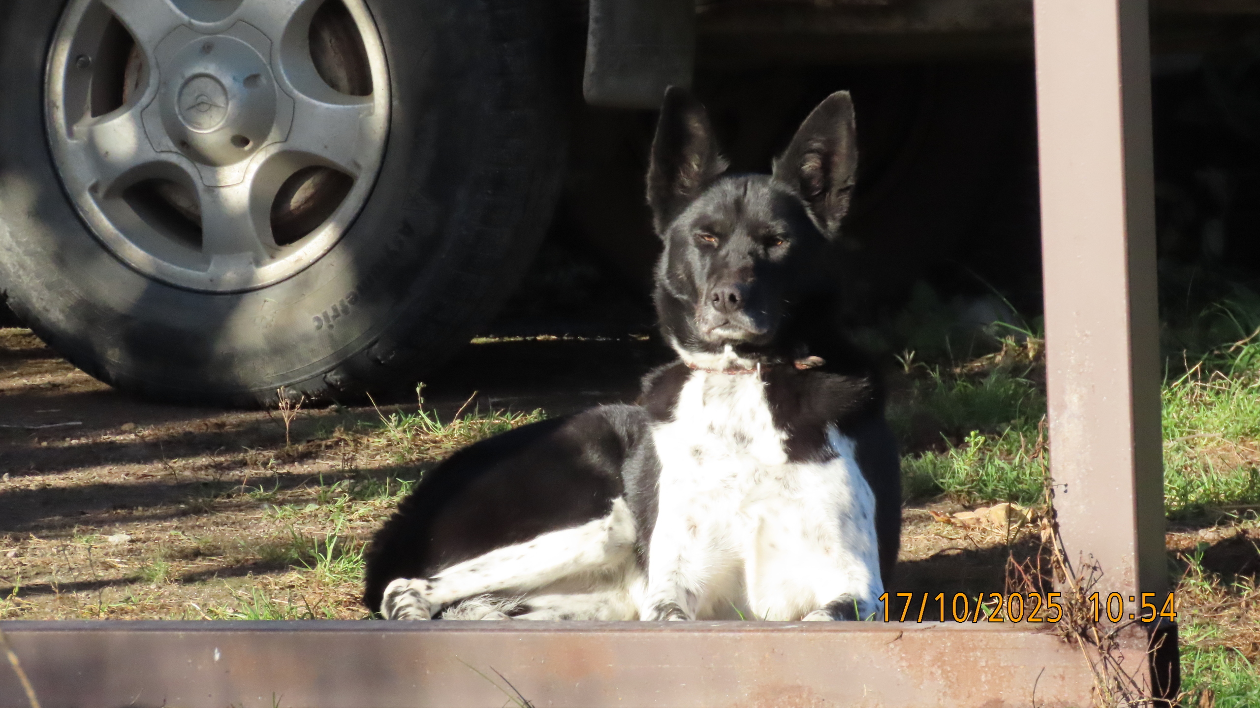 Праведный садовод из Вологды. Сказка.