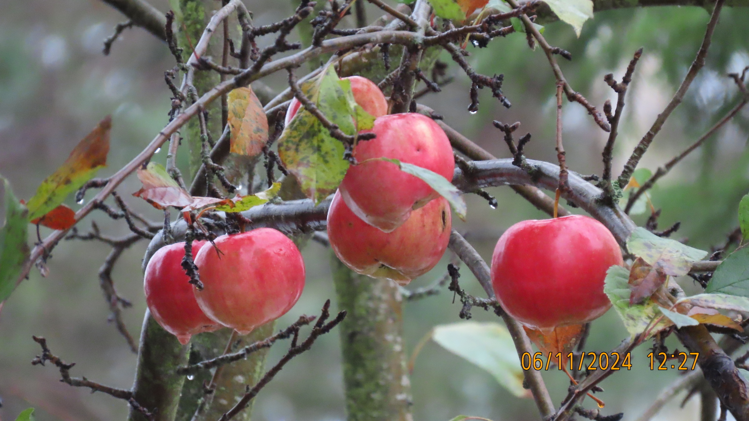 Праведный садовод из Вологды. Сказка.