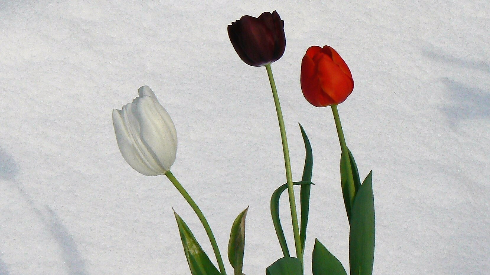 О тюльпанах, цветах, СССР, России, демографии и всём остальном. / Часть 1. «Меняю шубку на розы».