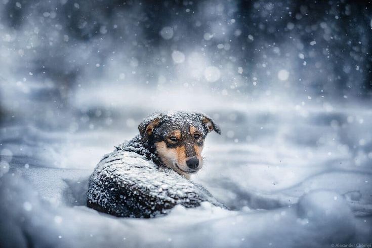 Моральному уроду-вору собачья будка нужнее