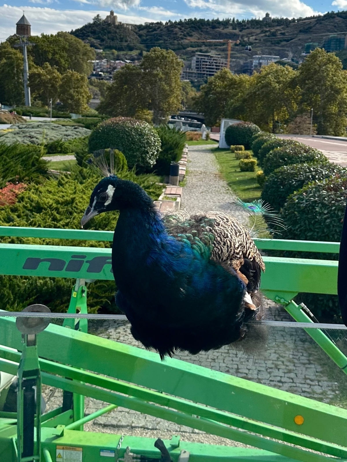 Закавказские республики: люди, природа, кулинария, котики и все-все-все