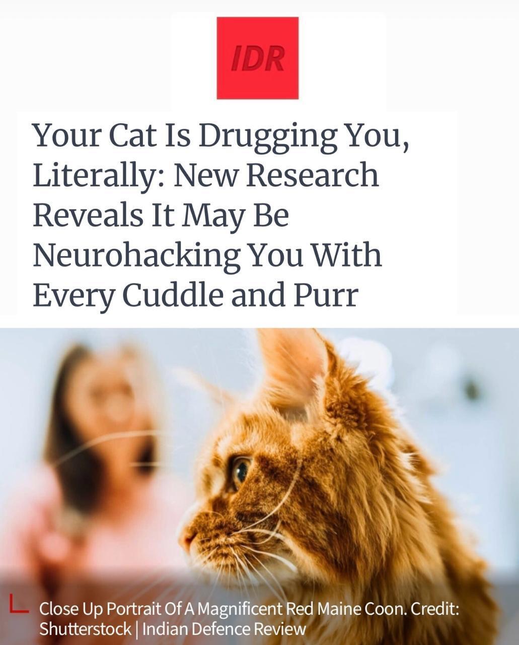 Коты вызывают зависимость,буквально🐈