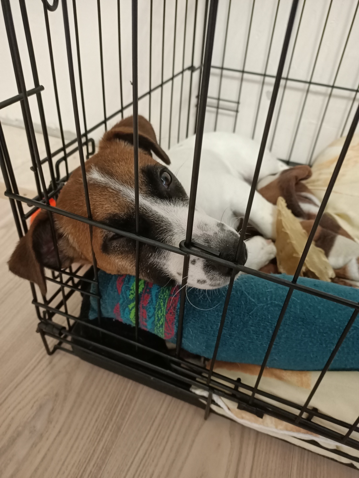 Мошенники сменили тактику: звонки теперь идут с иностранных номеров