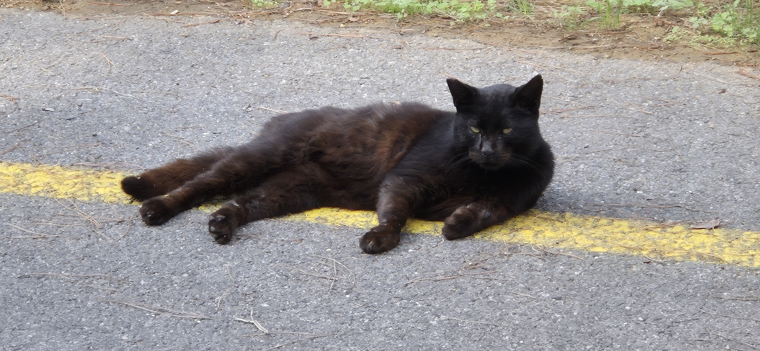 Бююкада или день приключений