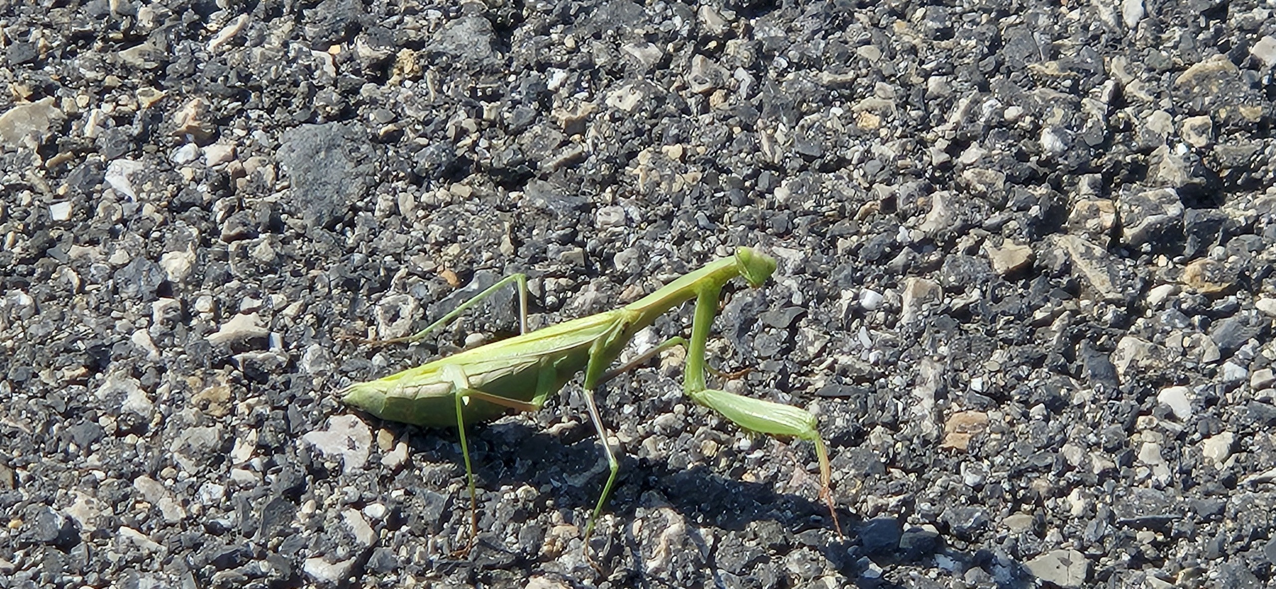 Бююкада или день приключений