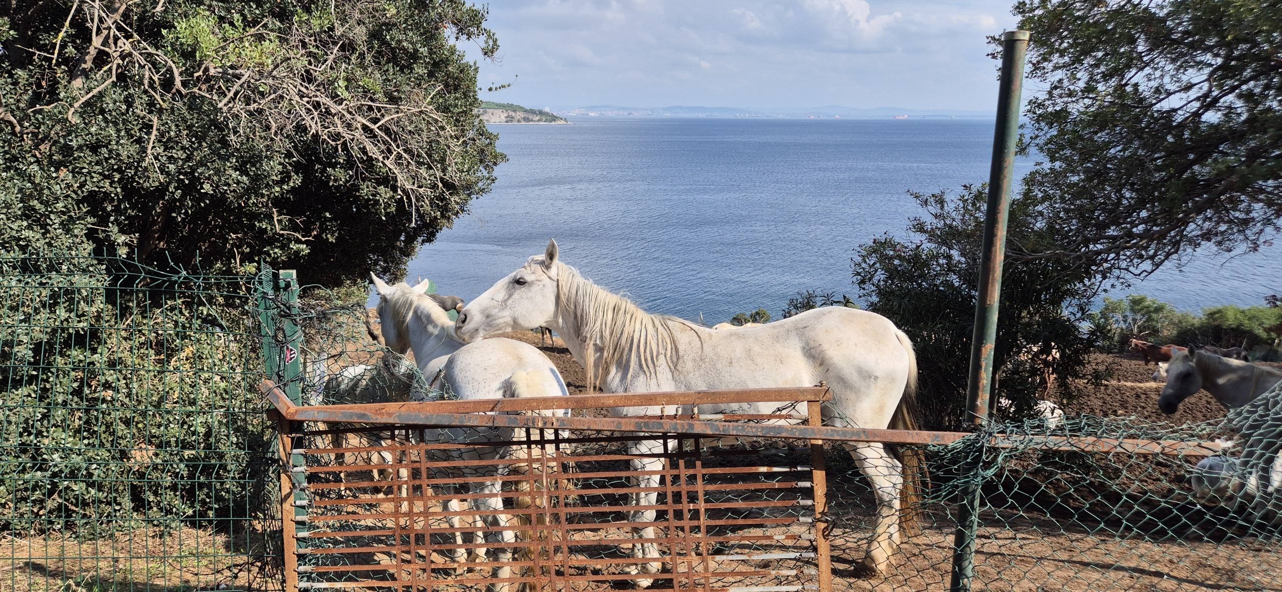 Бююкада или день приключений