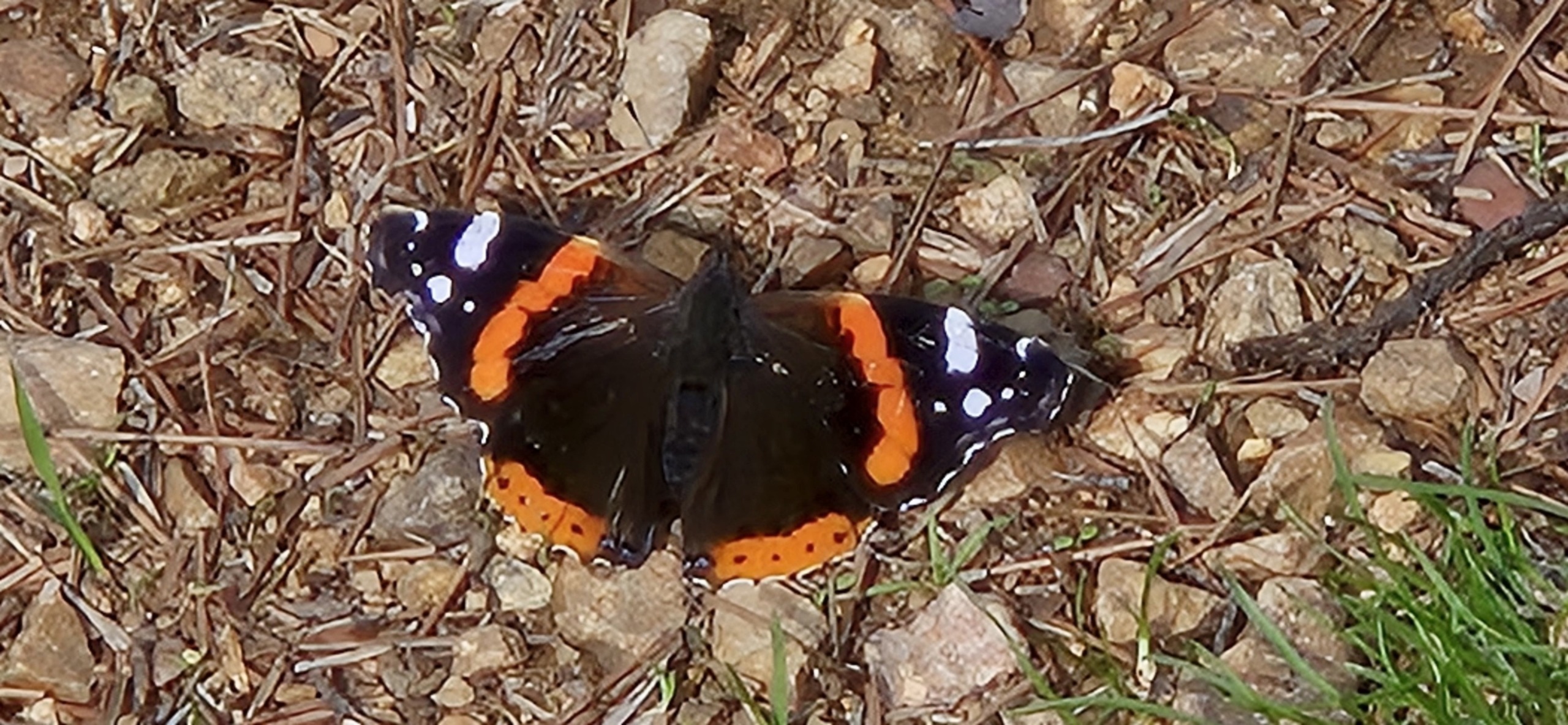 Бююкада или день приключений