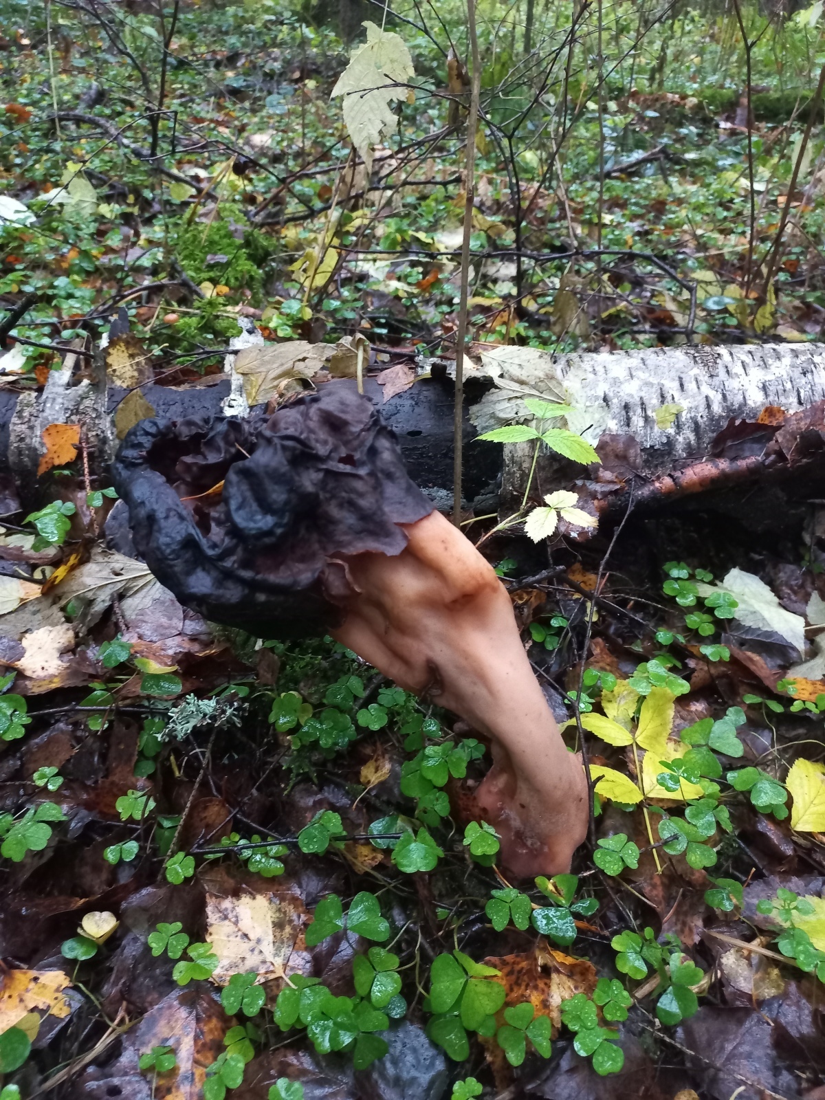 Какие грибы растут в лесу в последний день октября.