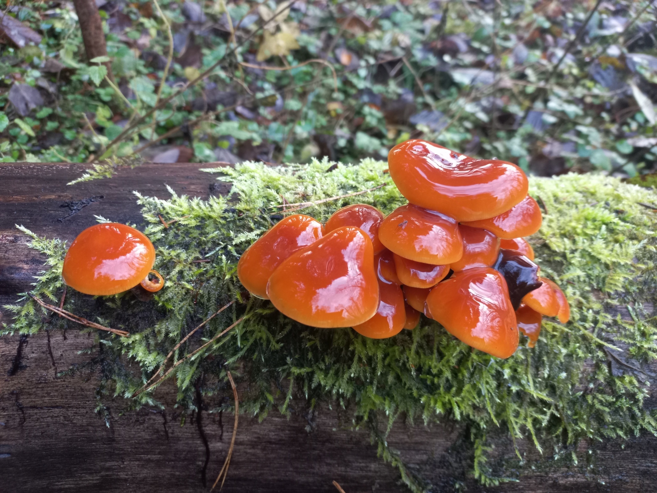 Какие грибы растут в лесу в последний день октября.