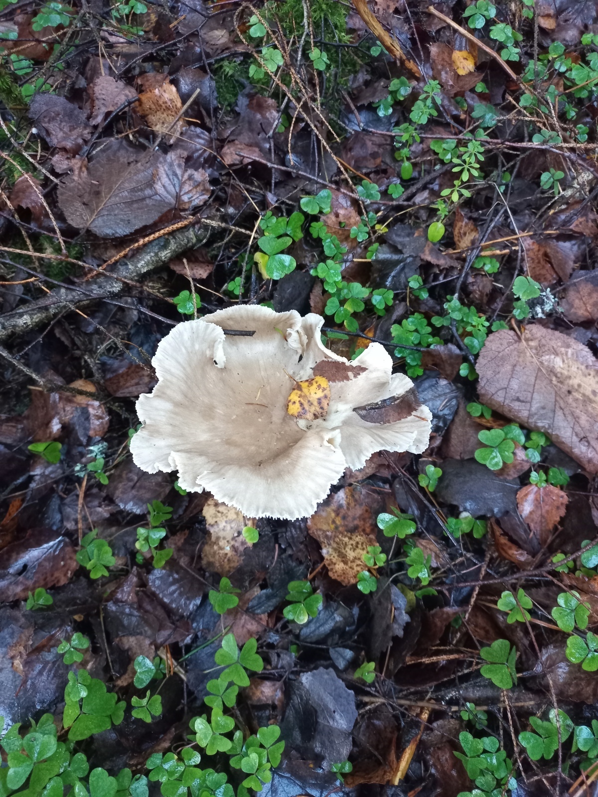 Какие грибы растут в лесу в последний день октября.