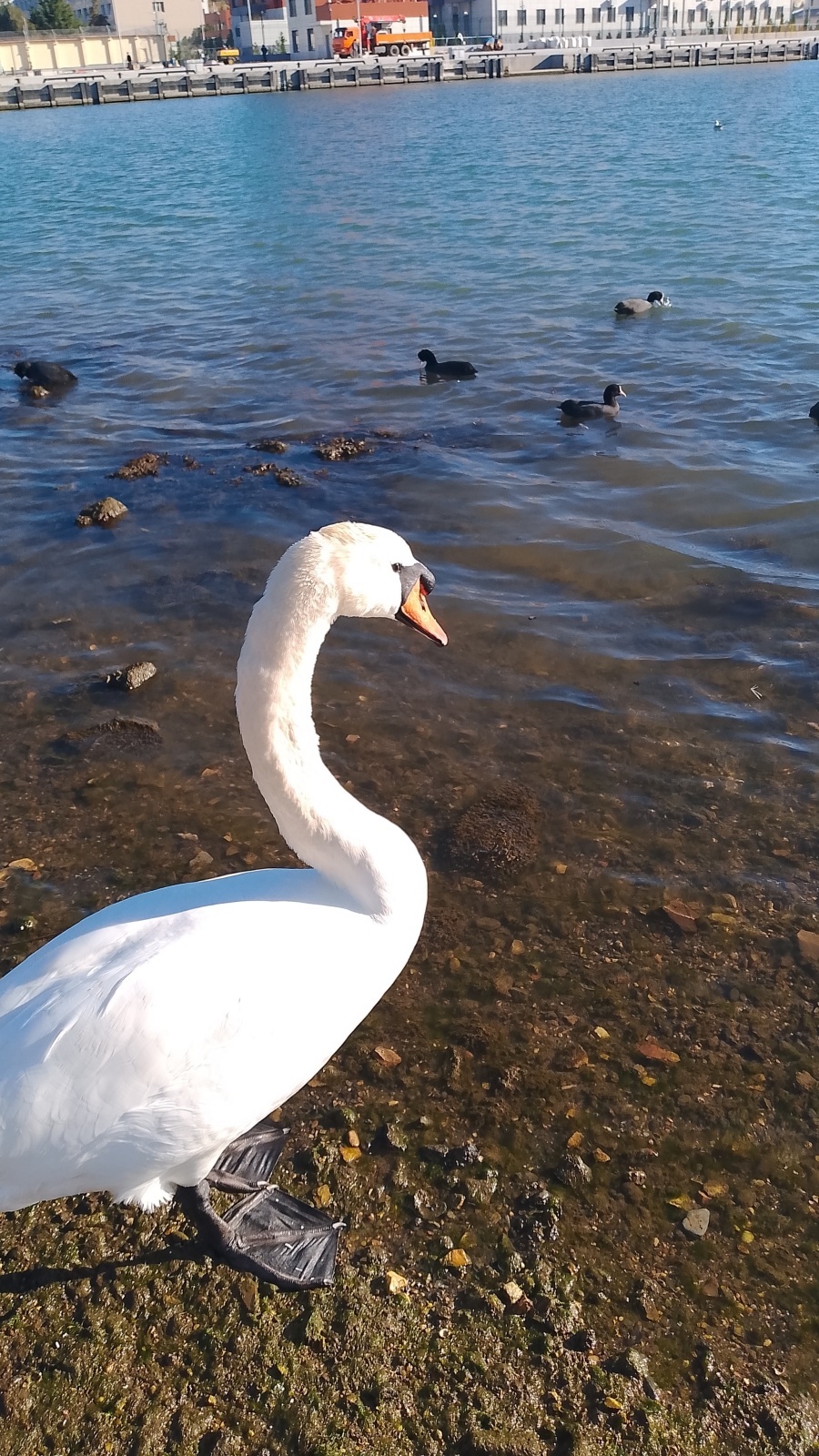 Лебедь в Инкермане