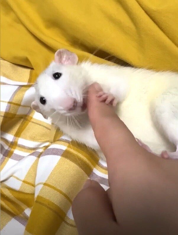 «Виновна по всем пунктам»: крыса умилительно просит прощения.