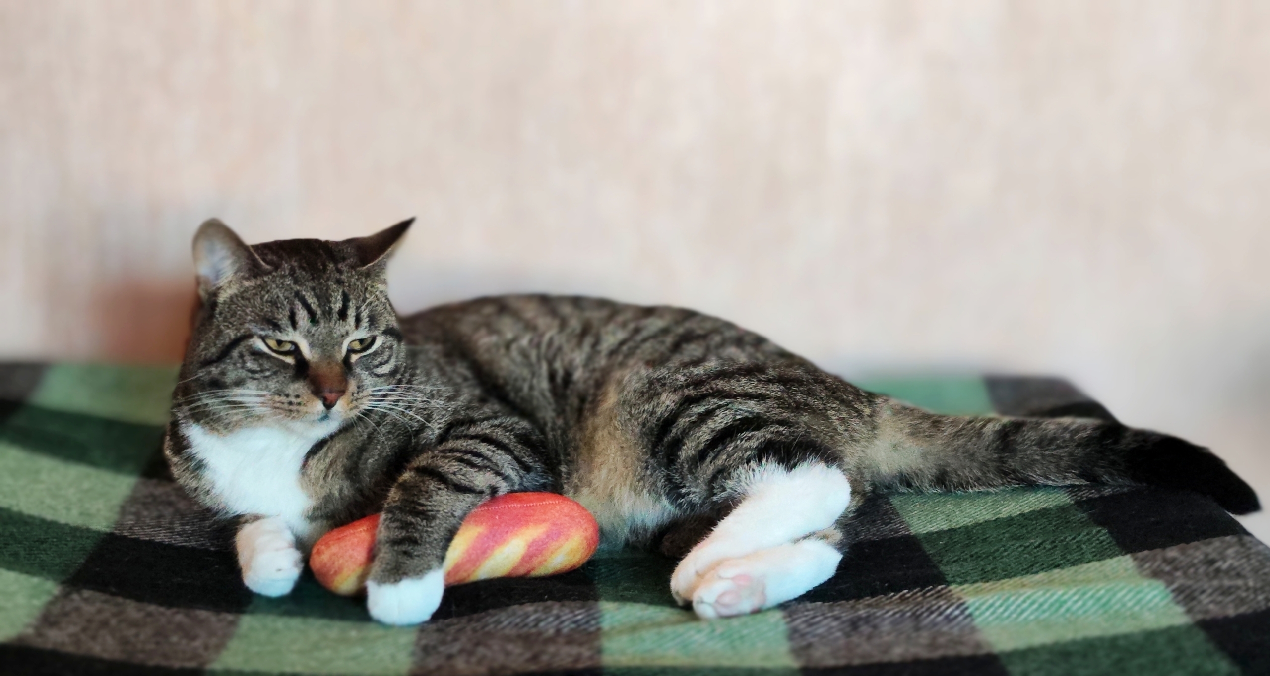 Любовь за деньги: кто выгоднее кошка или собака?