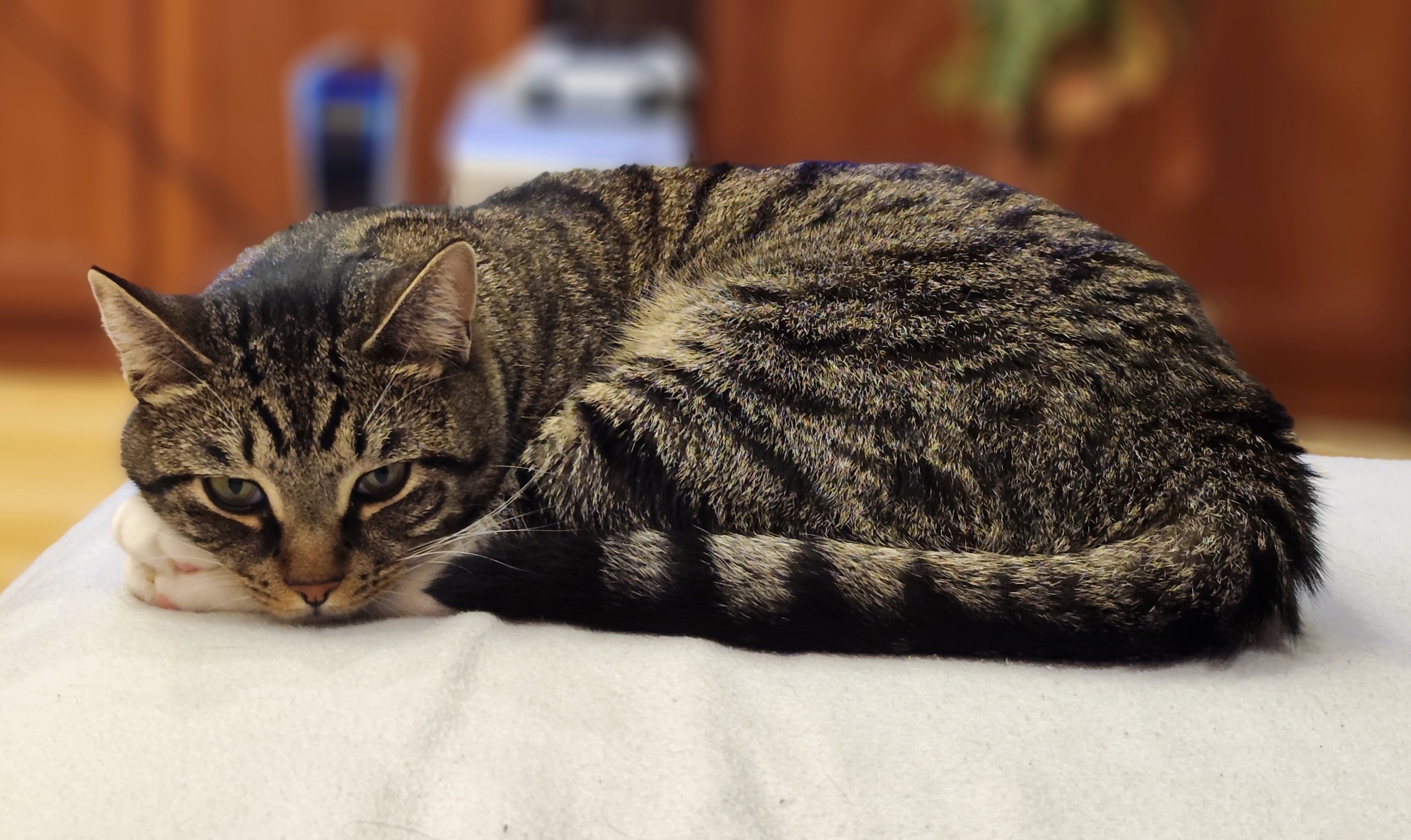 Любовь за деньги: кто выгоднее кошка или собака?