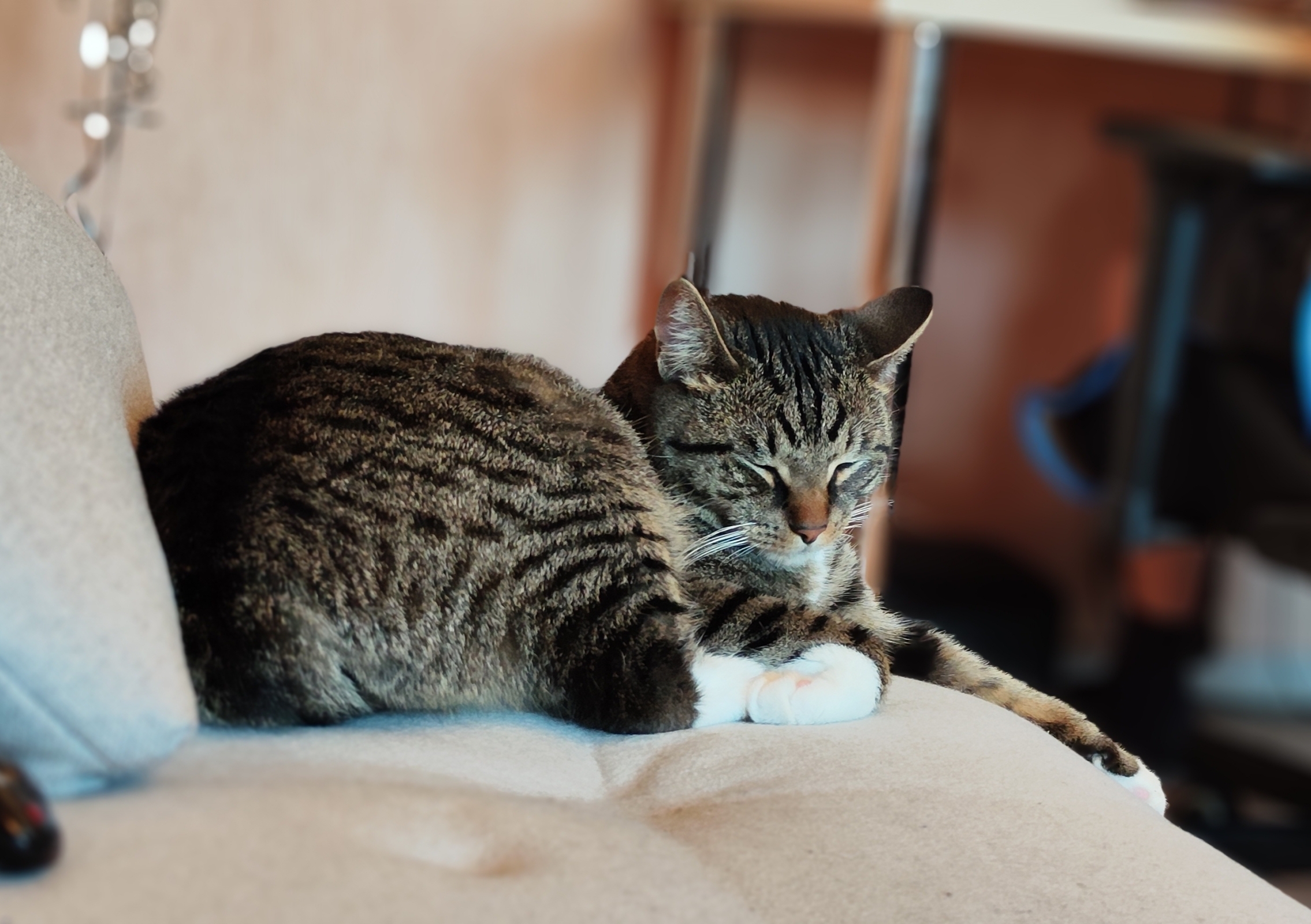 Любовь за деньги: кто выгоднее кошка или собака?