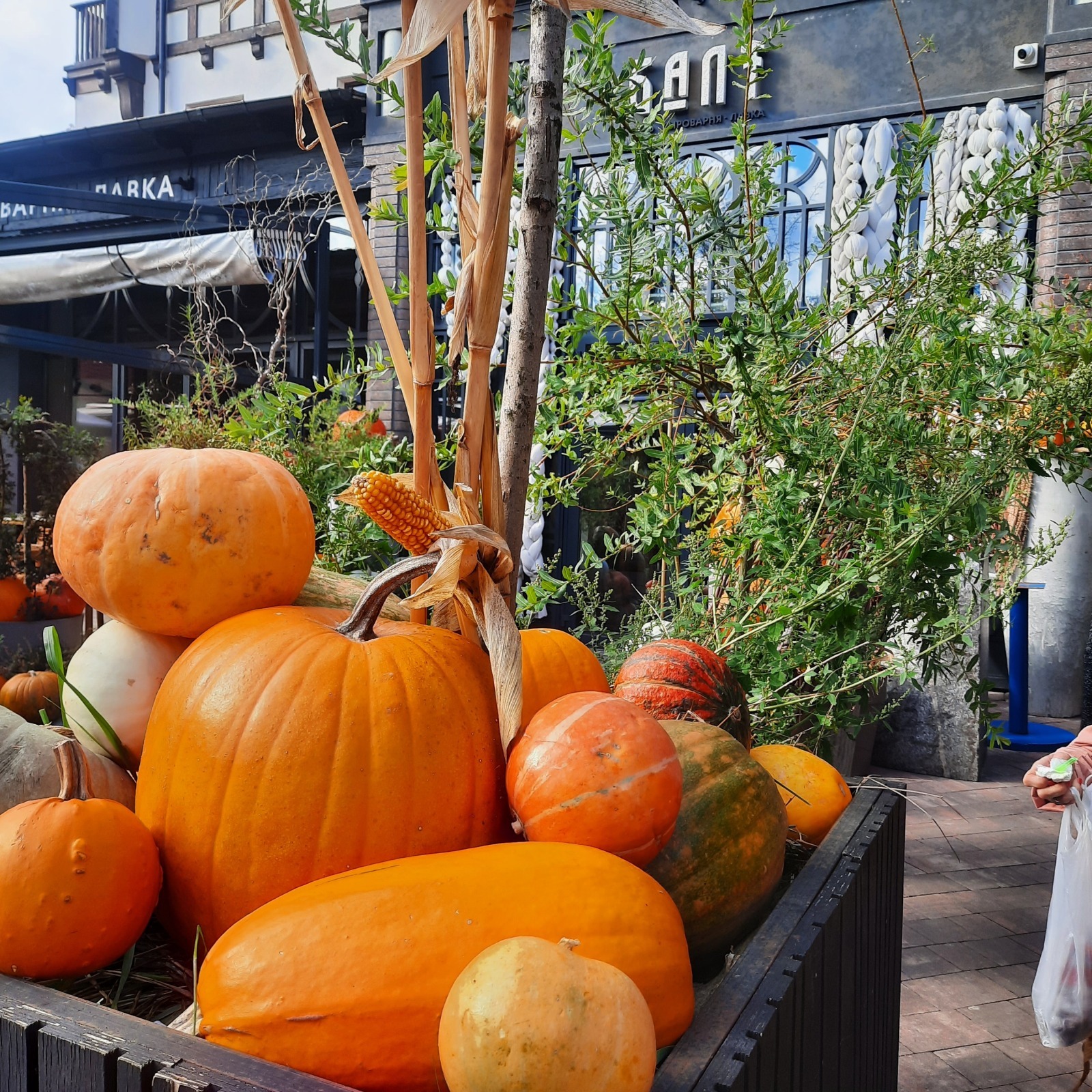 Выгодный ноябрь. Или мой кешбек по Альфа карте за 10 дней.
