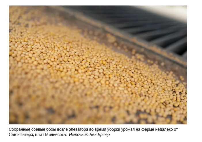 Как Китай использовал соевые бобы в качестве оружия в торговом споре с США