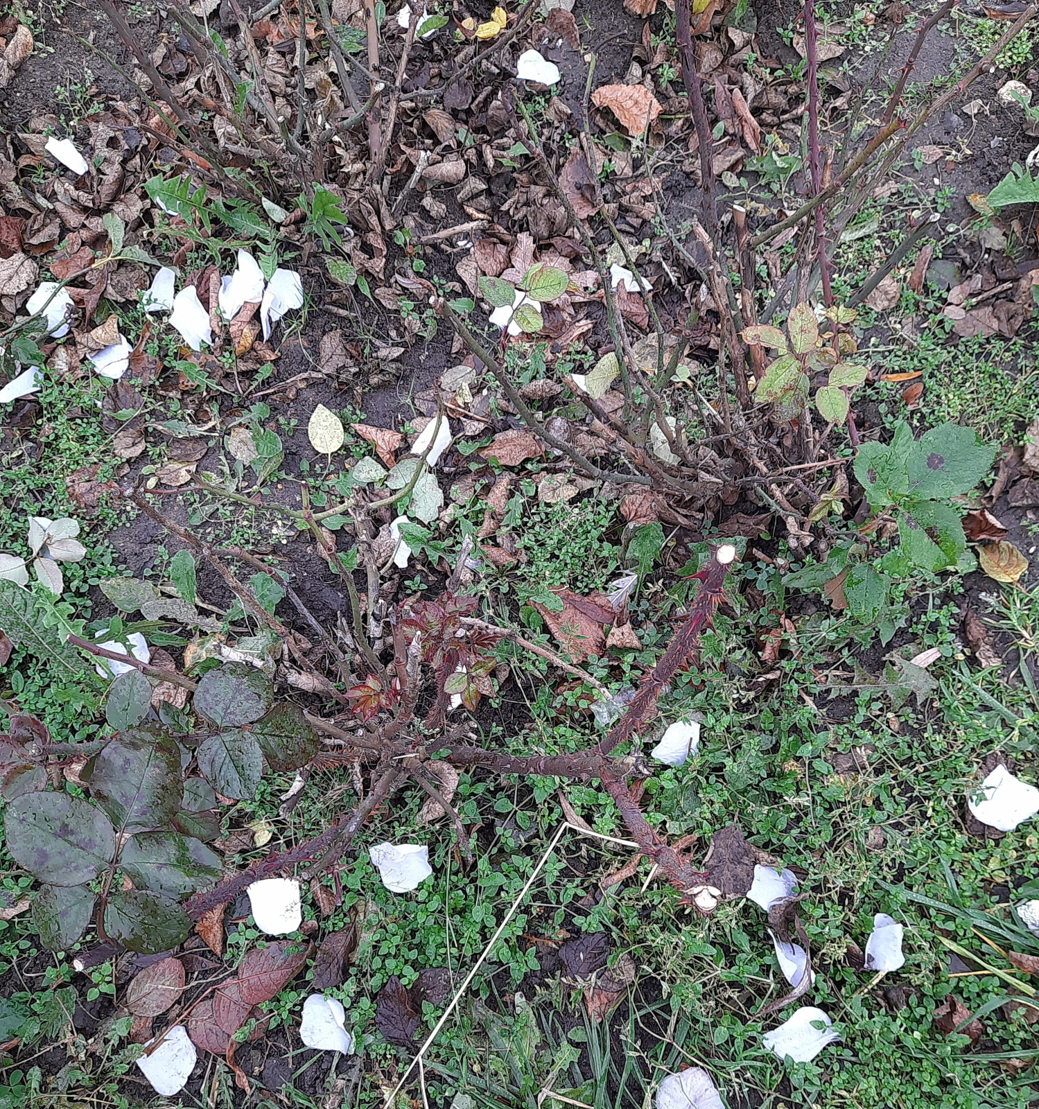 А в Южном Медведкове - зима!