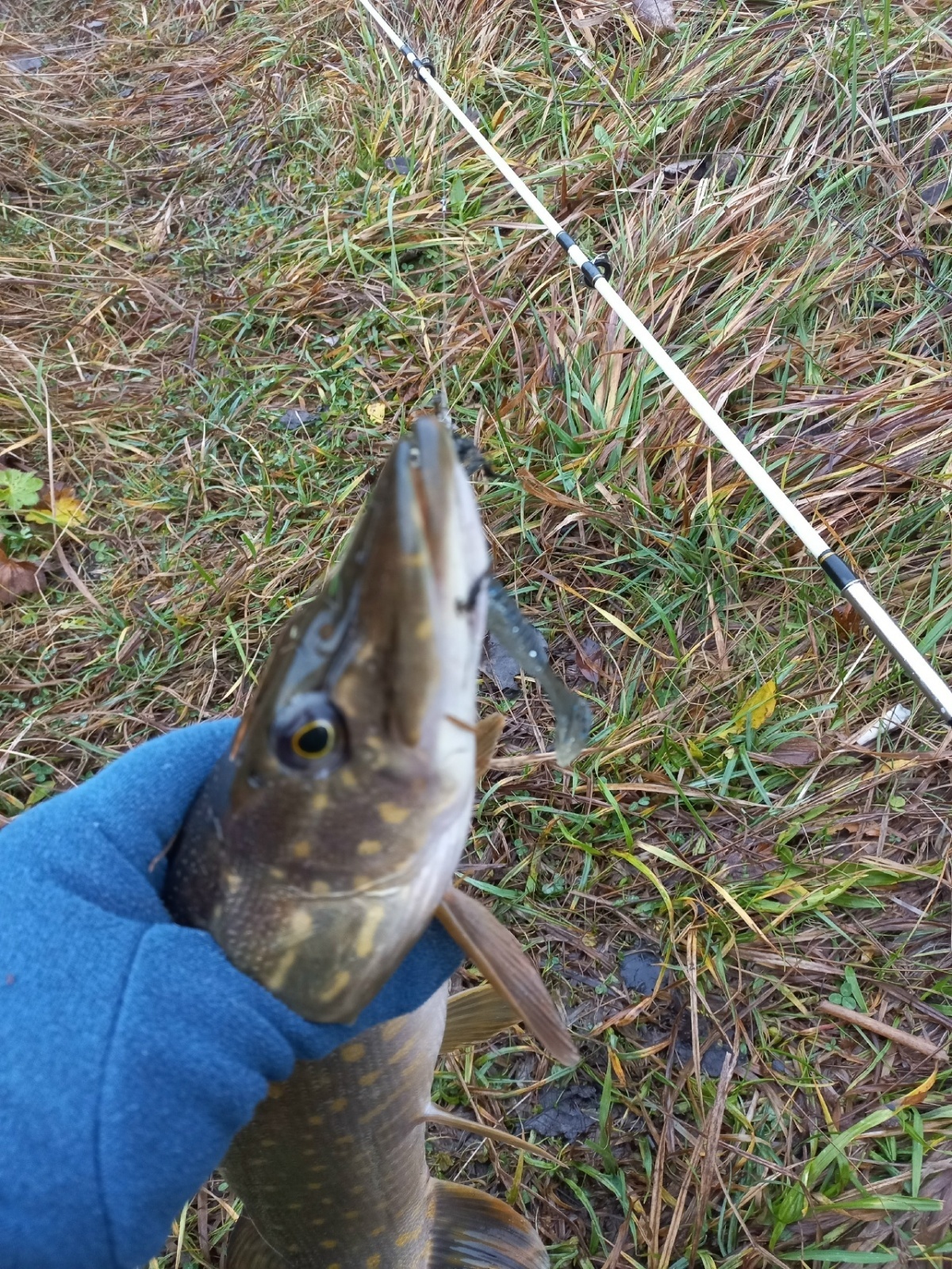 Затянула и меня спиннинговая игра...