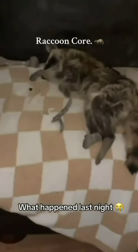 Еноты начали одомашниваться — исследование.